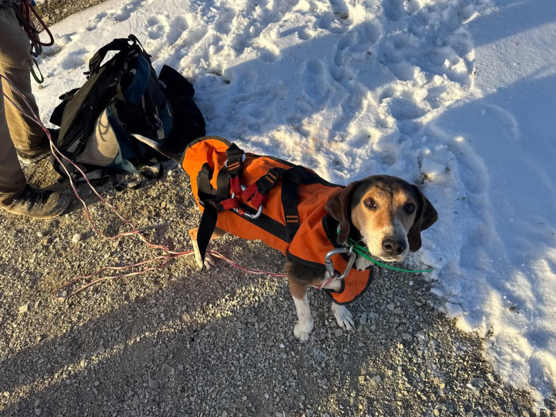 COTAK Aided MCSAR in Rescuing a Four-Legged Friend